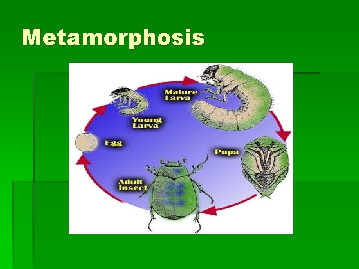 Metamorphosis 