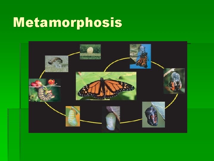 Metamorphosis 