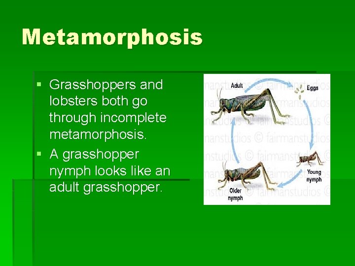 Metamorphosis § Grasshoppers and lobsters both go through incomplete metamorphosis. § A grasshopper nymph