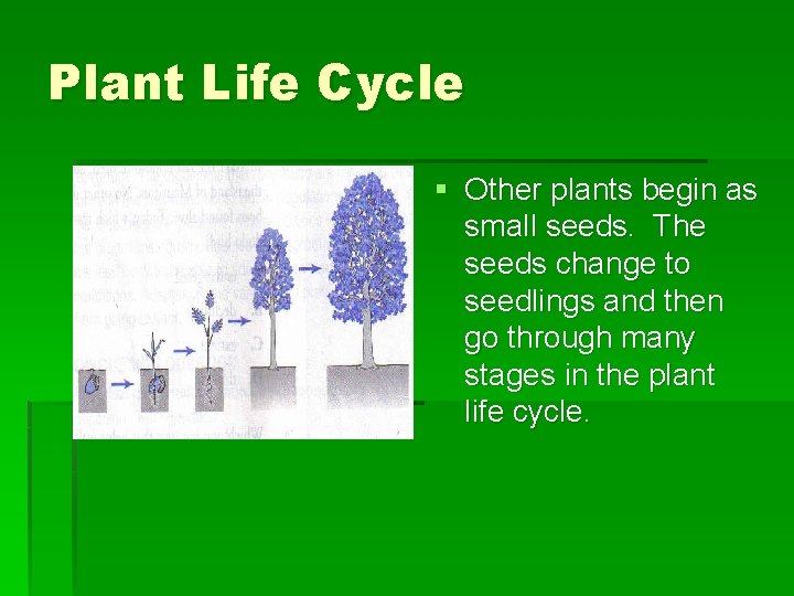 Plant Life Cycle § Other plants begin as small seeds. The seeds change to