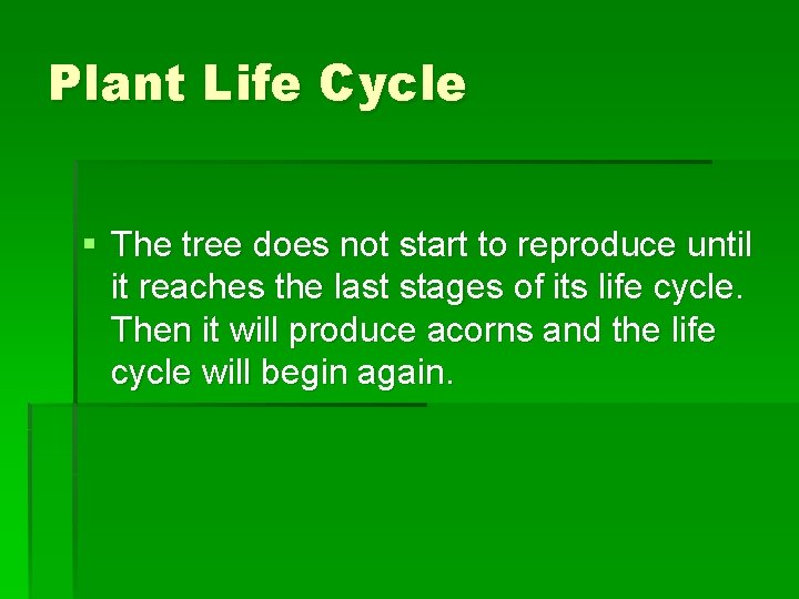 Plant Life Cycle § The tree does not start to reproduce until it reaches