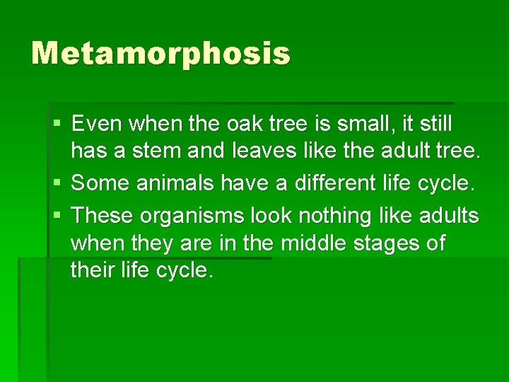 Metamorphosis § Even when the oak tree is small, it still has a stem