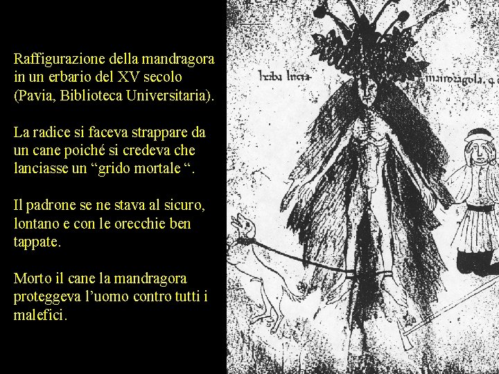 Raffigurazione della mandragora in un erbario del XV secolo (Pavia, Biblioteca Universitaria). La radice