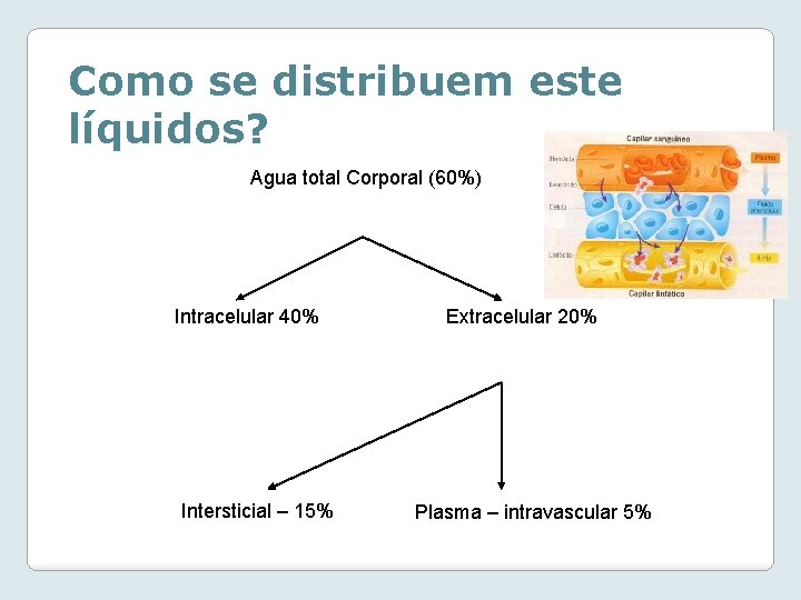 Como se distribuem este líquidos? Agua total Corporal (60%) Intracelular 40% Intersticial – 15%