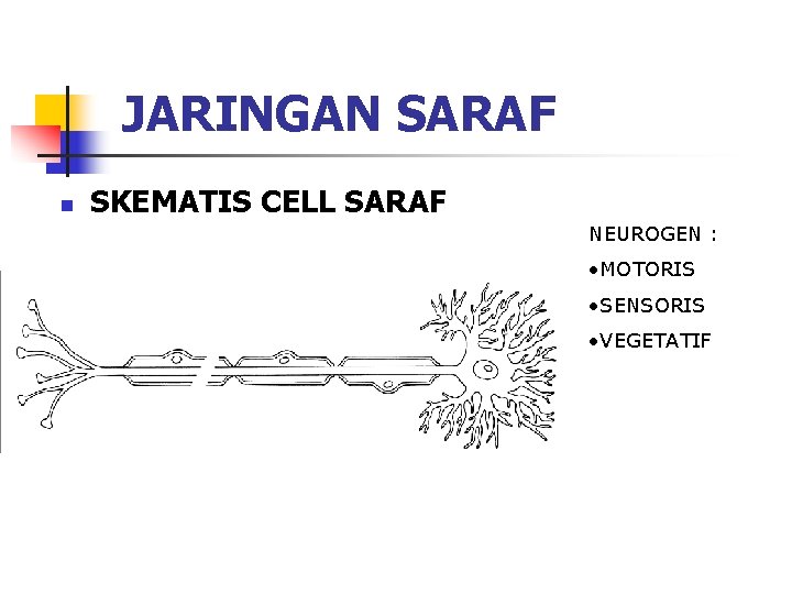 JARINGAN SARAF n SKEMATIS CELL SARAF NEUROGEN : • MOTORIS • SENSORIS • VEGETATIF