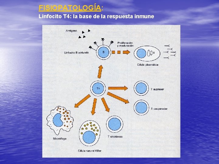 FISIOPATOLOGÍA: Linfocito T 4: la base de la respuesta inmune 