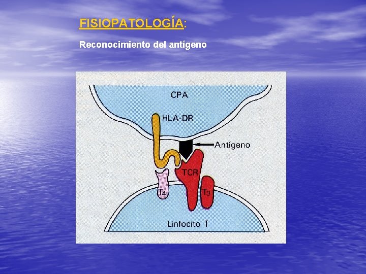 FISIOPATOLOGÍA: Reconocimiento del antígeno 