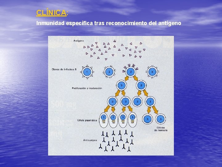 CLÍNICA: Inmunidad específica tras reconocimiento del antígeno 