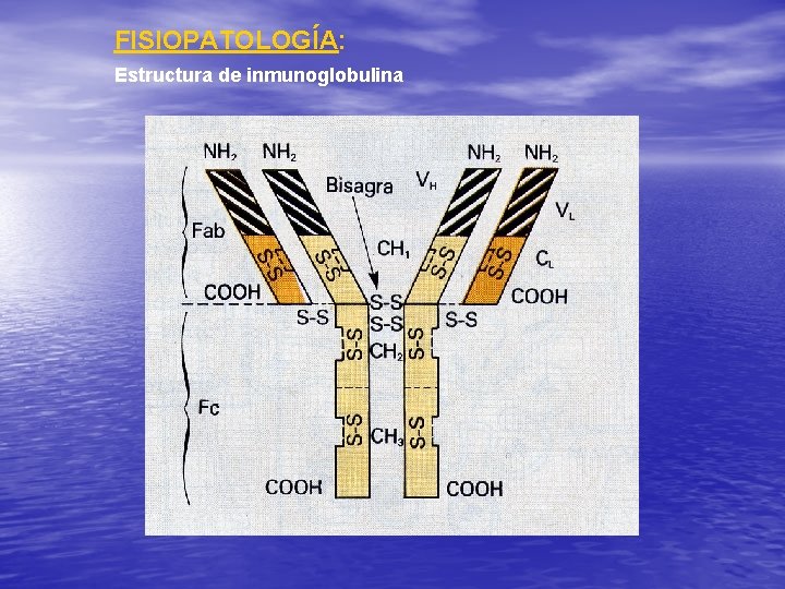 FISIOPATOLOGÍA: Estructura de inmunoglobulina 