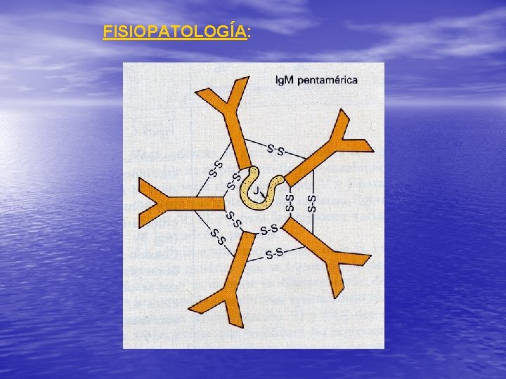 FISIOPATOLOGÍA: 