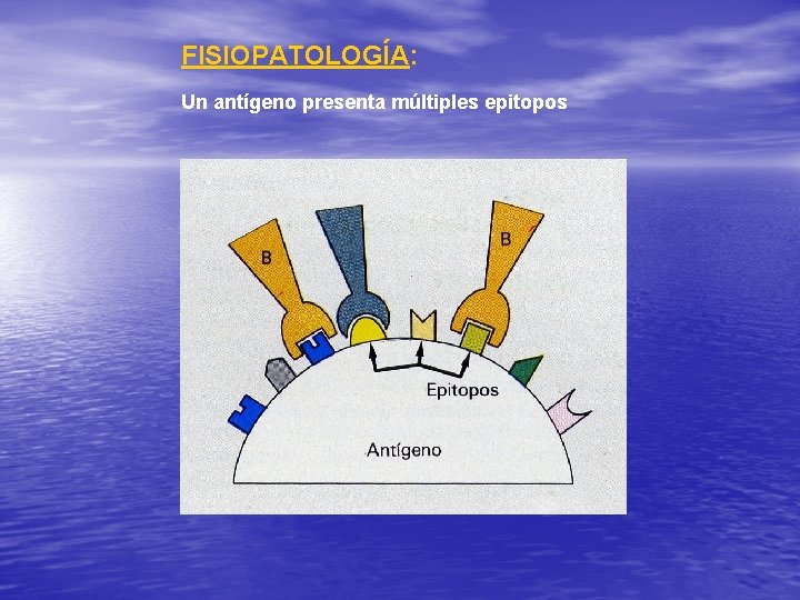 FISIOPATOLOGÍA: Un antígeno presenta múltiples epitopos 