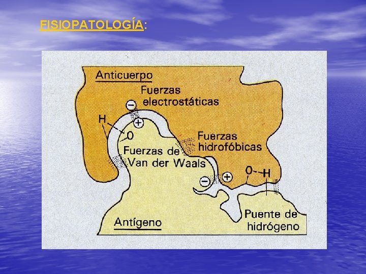 FISIOPATOLOGÍA: 