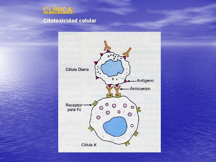 CLÍNICA: Citotoxicidad celular 