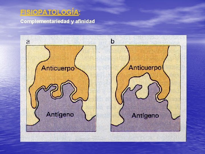 FISIOPATOLOGÍA: Complementariedad y afinidad 