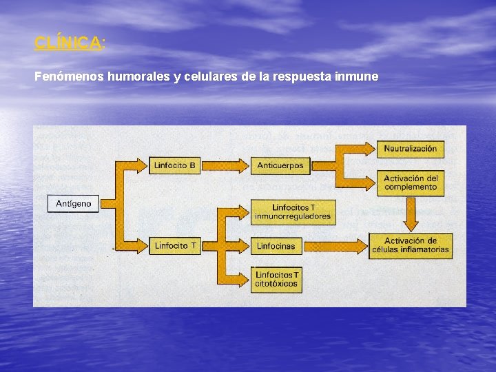 CLÍNICA: Fenómenos humorales y celulares de la respuesta inmune 