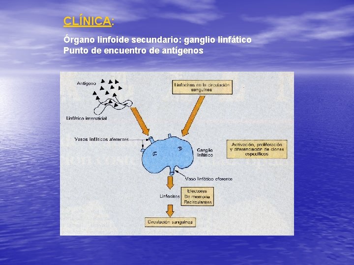 CLÍNICA: Órgano linfoide secundario: ganglio linfático Punto de encuentro de antígenos 