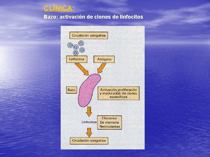 CLÍNICA: Bazo: activación de clones de linfocitos 