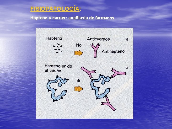 FISIOPATOLOGÍA: Hapteno y carrier: anafilaxia de fármacos 