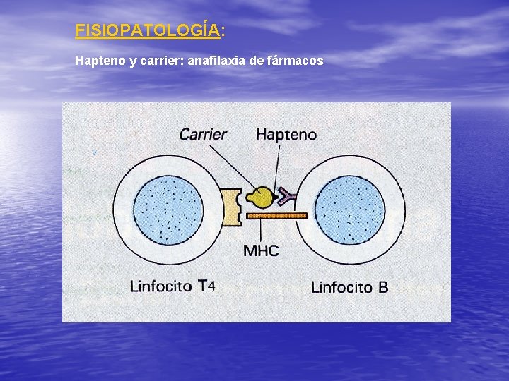 FISIOPATOLOGÍA: Hapteno y carrier: anafilaxia de fármacos 