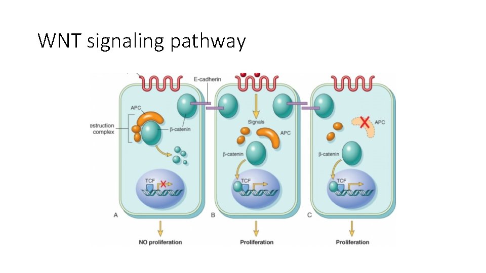 WNT signaling pathway WNT signaling pathway