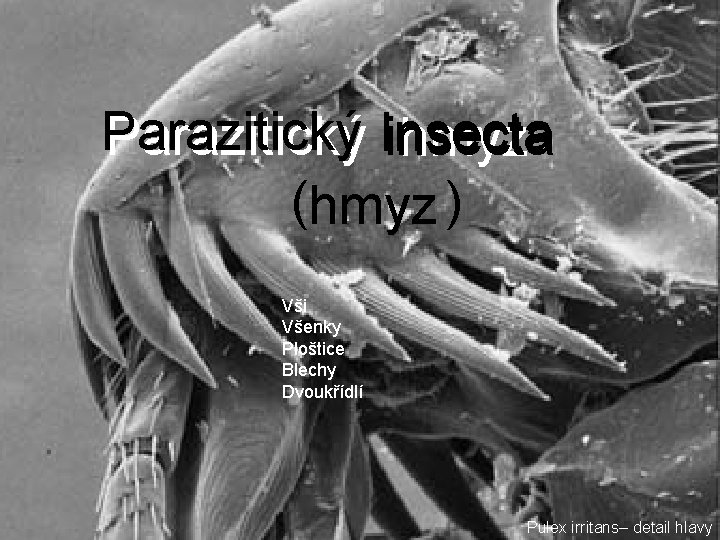 Parazitický Insecta insecta hmyz (hmyz ) Vši Všenky Ploštice Blechy Dvoukřídlí Pulex irritans– detail