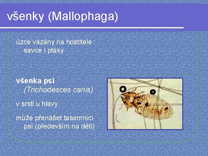 všenky (Mallophaga) úzce vázány na hostitele : savce i ptáky všenka psí (Trichodesces canis)