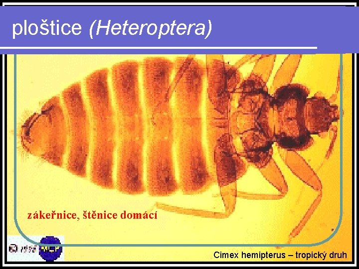ploštice (Heteroptera) zákeřnice, štěnice domácí Cimex hemipterus – tropický druh 