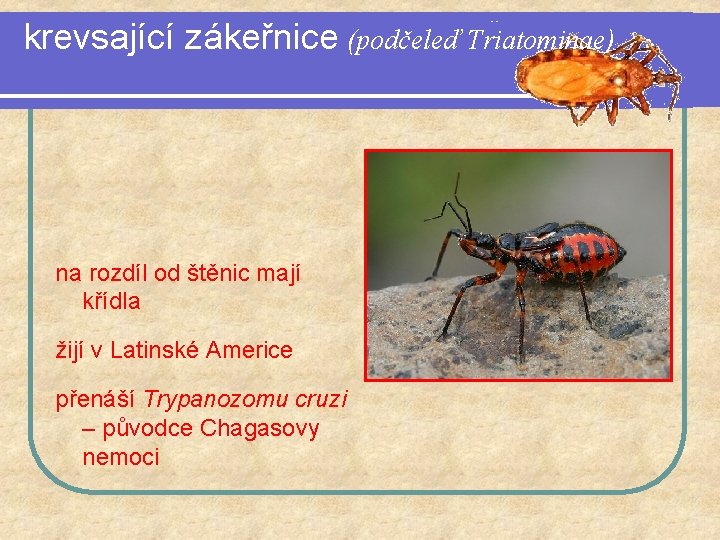 krevsající zákeřnice (podčeleď Triatominae) na rozdíl od štěnic mají křídla žijí v Latinské Americe