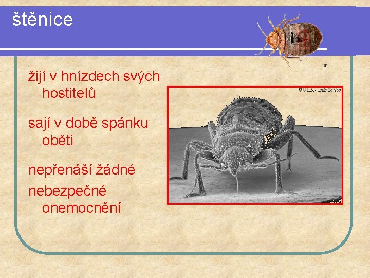 štěnice žijí v hnízdech svých hostitelů sají v době spánku oběti nepřenáší žádné nebezpečné