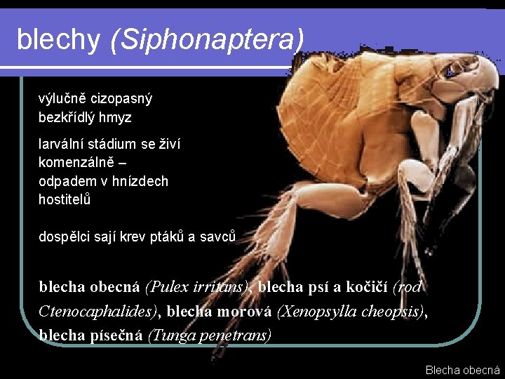 blechy (Siphonaptera) výlučně cizopasný bezkřídlý hmyz larvální stádium se živí komenzálně – odpadem v