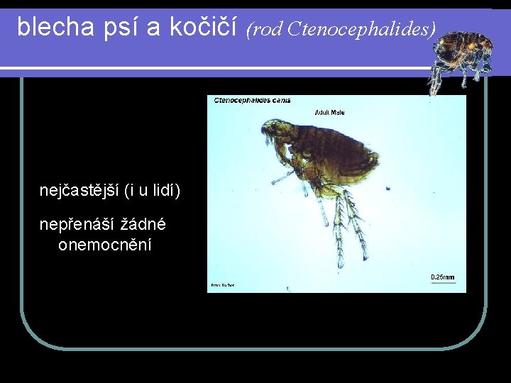 blecha psí a kočičí (rod Ctenocephalides) nejčastější (i u lidí) nepřenáší žádné onemocnění 