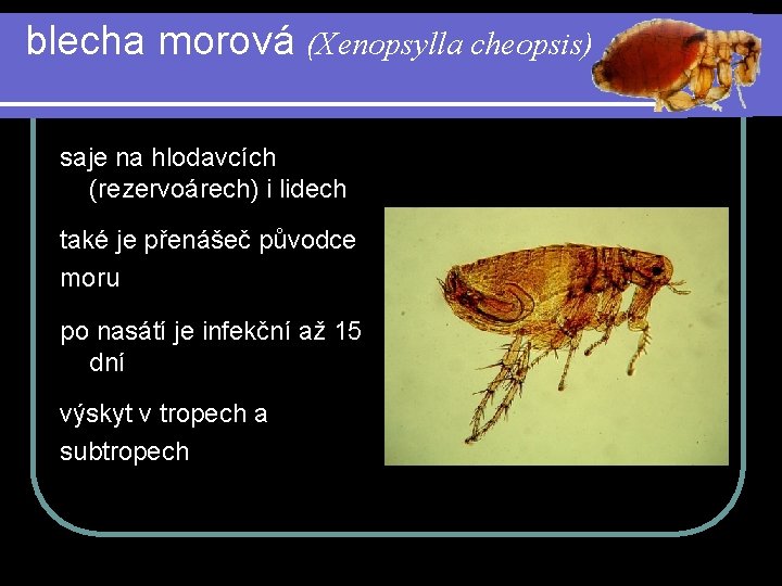 blecha morová (Xenopsylla cheopsis) saje na hlodavcích (rezervoárech) i lidech také je přenášeč původce