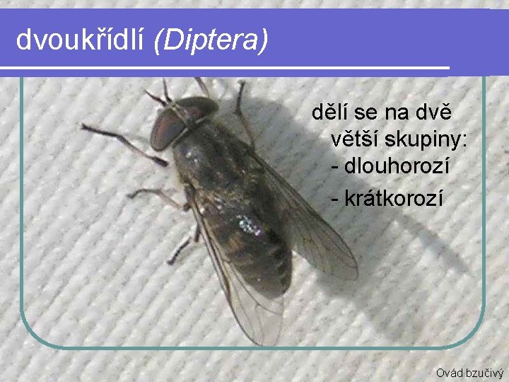 dvoukřídlí (Diptera) dělí se na dvě větší skupiny: - dlouhorozí - krátkorozí Ovád bzučivý