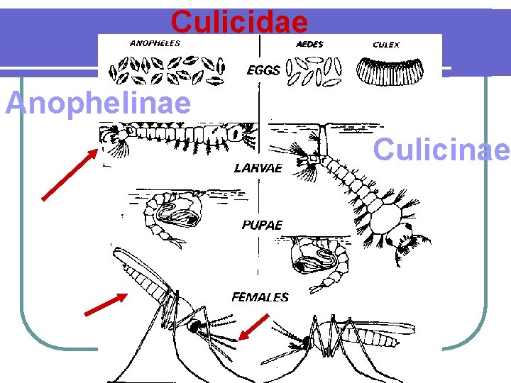 Culicidae Anophelinae Culicinae 