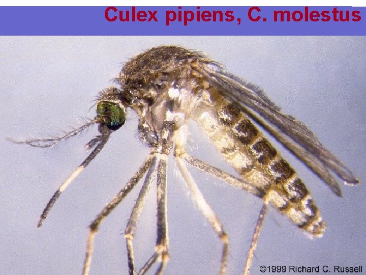 Culex pipiens, C. molestus 