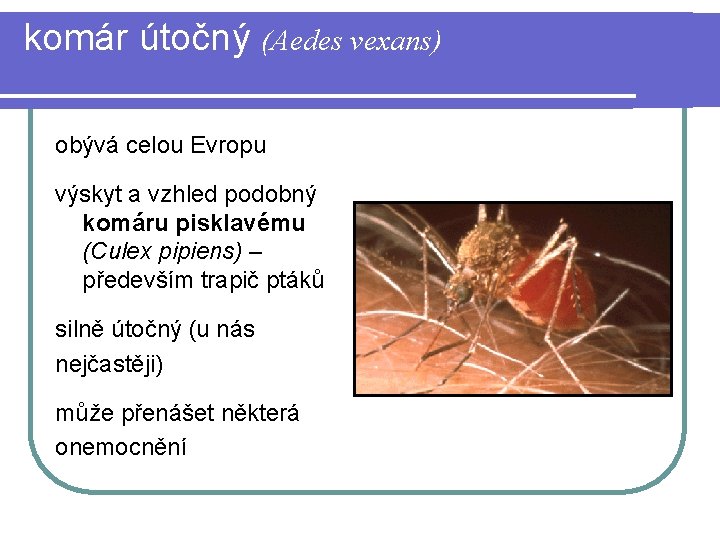 komár útočný (Aedes vexans) obývá celou Evropu výskyt a vzhled podobný komáru pisklavému (Culex