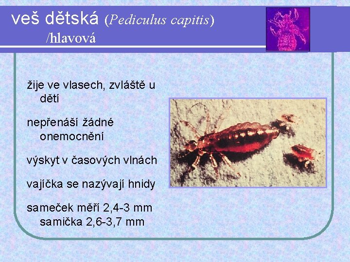 veš dětská (Pediculus capitis) /hlavová žije ve vlasech, zvláště u dětí nepřenáší žádné onemocnění