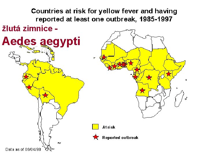 žlutá zimnice - Aedes aegypti 