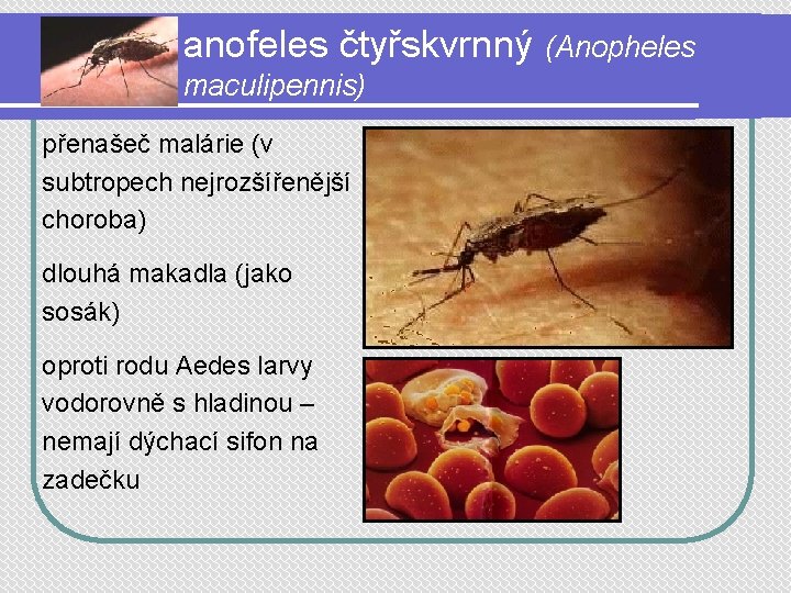 anofeles čtyřskvrnný maculipennis) přenašeč malárie (v subtropech nejrozšířenější choroba) dlouhá makadla (jako sosák) oproti