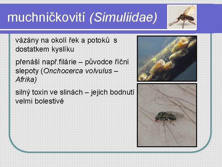 muchničkovití (Simuliidae) vázány na okolí řek a potoků s dostatkem kyslíku přenáší např. filárie