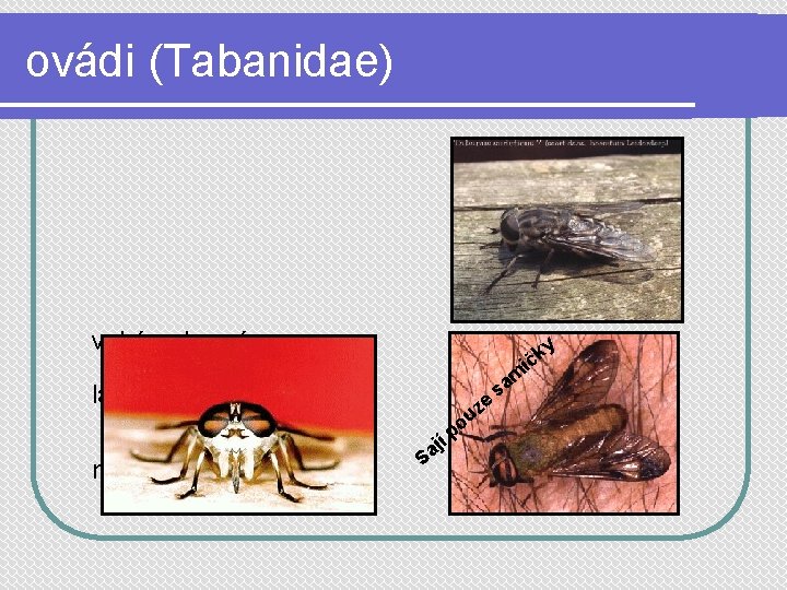 ovádi (Tabanidae) velcí, robusní larvy žijí v bahně nejsou významnými přenašeči e j Sa