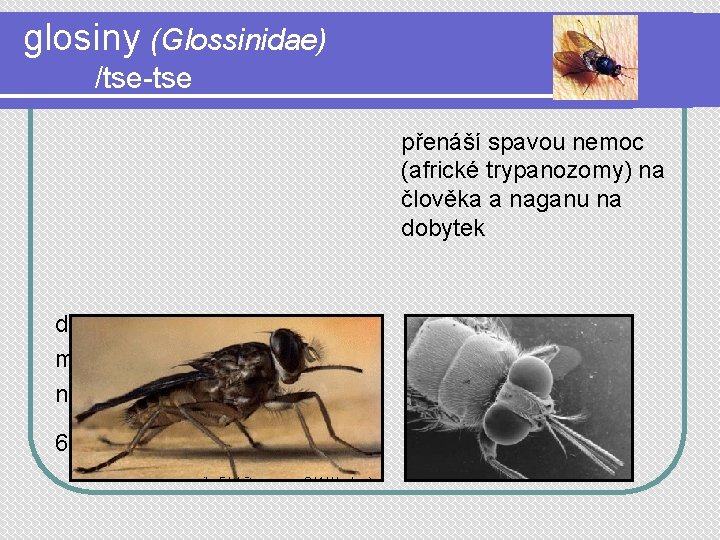 glosiny (Glossinidae) /tse-tse přenáší spavou nemoc (africké trypanozomy) na člověka a naganu na dobytek