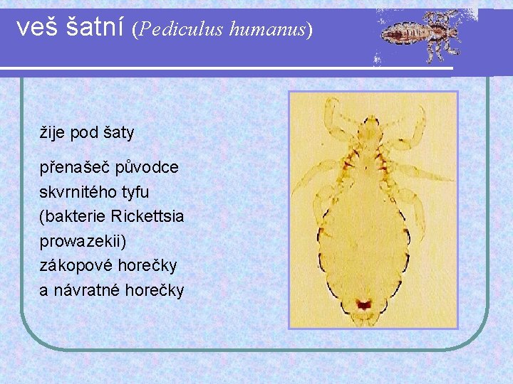 veš šatní (Pediculus humanus) žije pod šaty přenašeč původce skvrnitého tyfu (bakterie Rickettsia prowazekii)