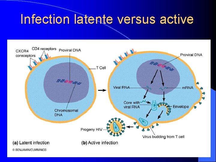 Infection latente versus active 