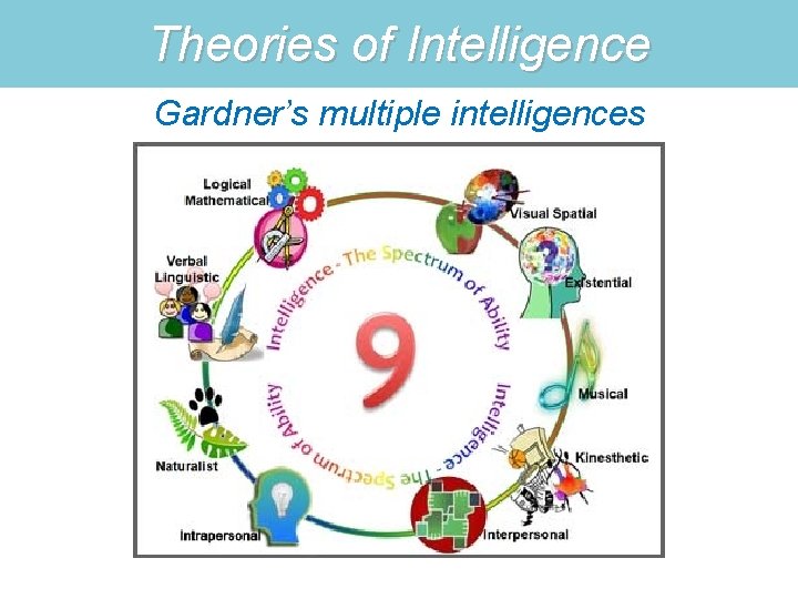 Theories of Intelligence Gardner’s multiple intelligences 