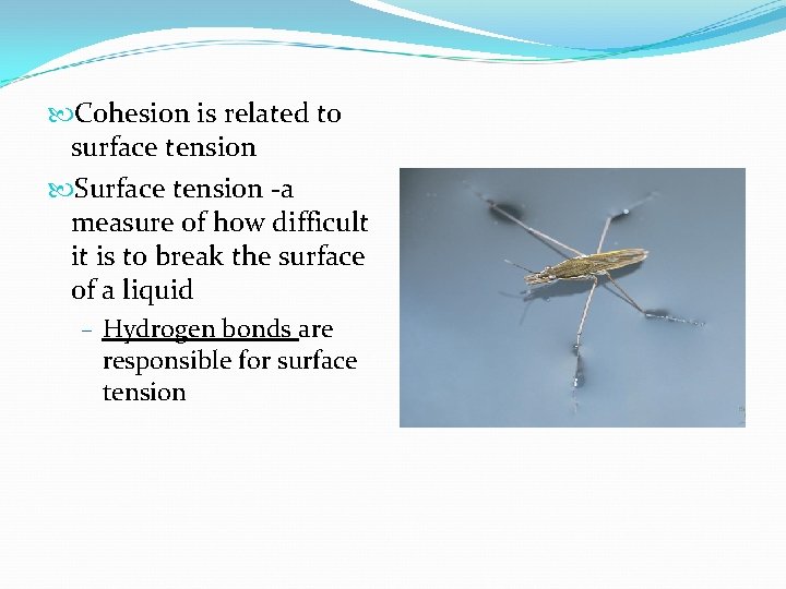  Cohesion is related to surface tension Surface tension -a measure of how difficult