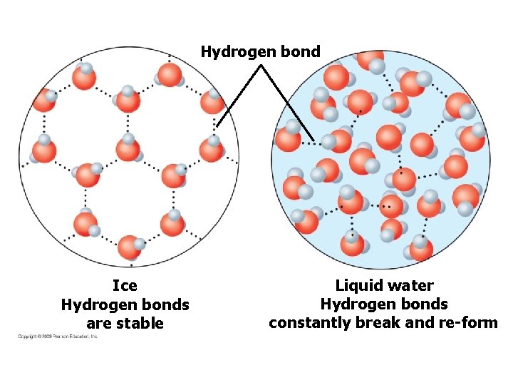 Hydrogen bond Ice Hydrogen bonds are stable Liquid water Hydrogen bonds constantly break and