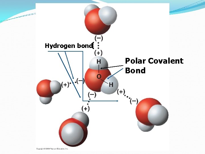 Hydrogen bond Polar Covalent Bond 