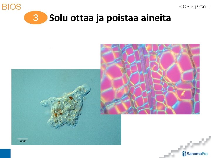 BIOS 2 jakso 1 3 Solu ottaa ja poistaa aineita 
