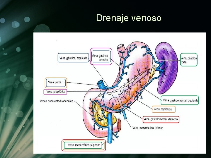 Drenaje venoso Drenaje venoso